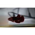 Betta red  crown