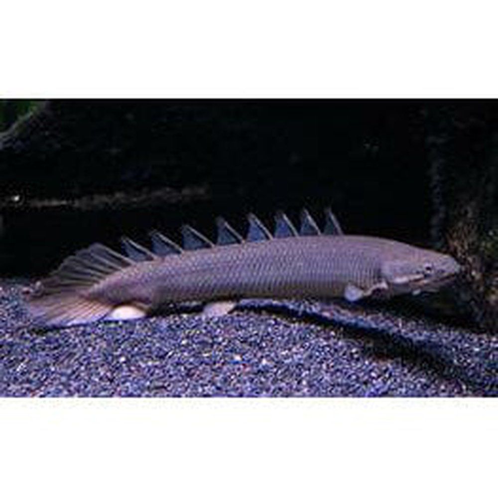 Polypterus senegalus