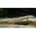 Polypterus Senegalus, 6 cm