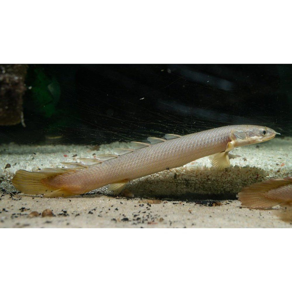 Polypterus Senegalus, 6 cm