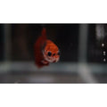Betta red  crown