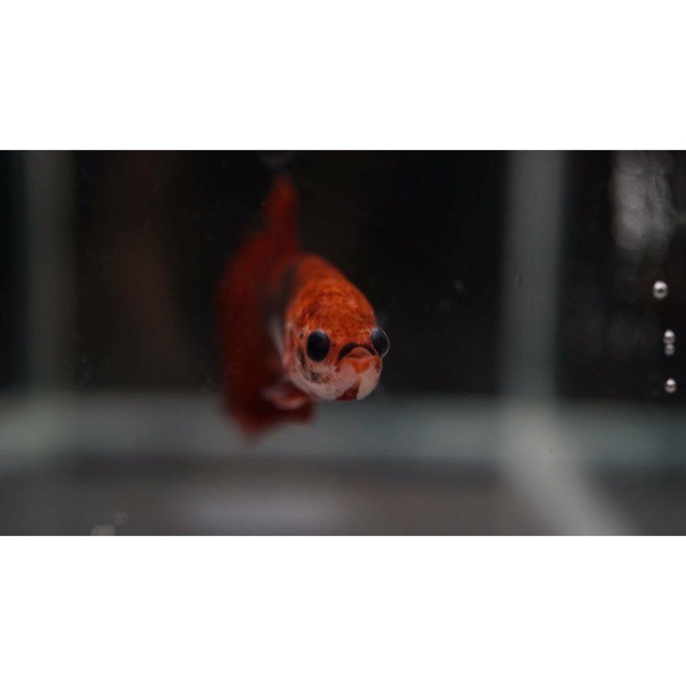Betta red  crown