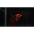Betta red  crown