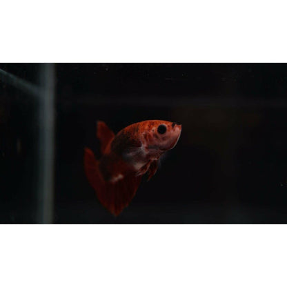Betta red  crown