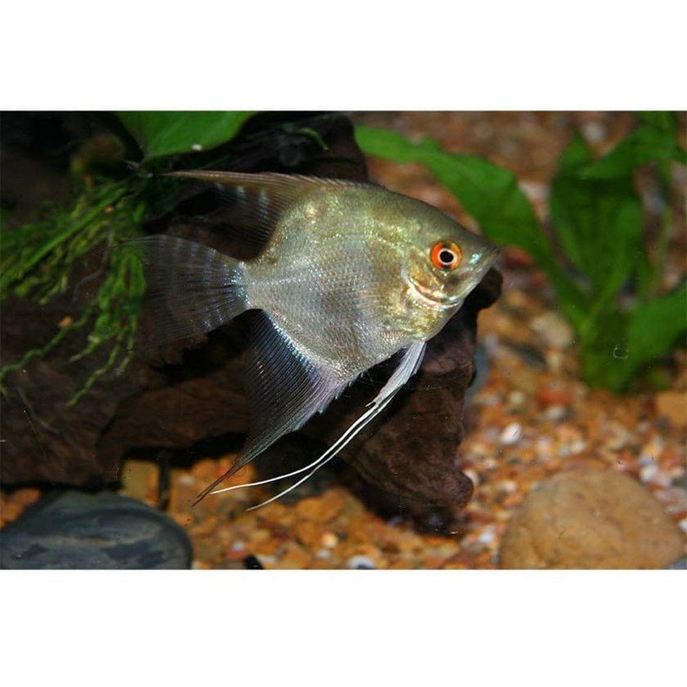 Pterophyllum scalare 3- 3,5 cm