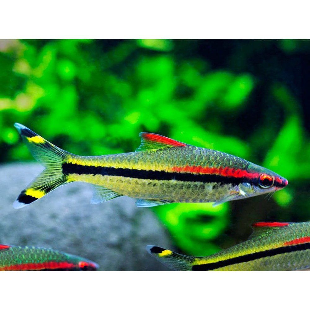 Puntius denisonii (Rose Line Barb) 3-4 cm