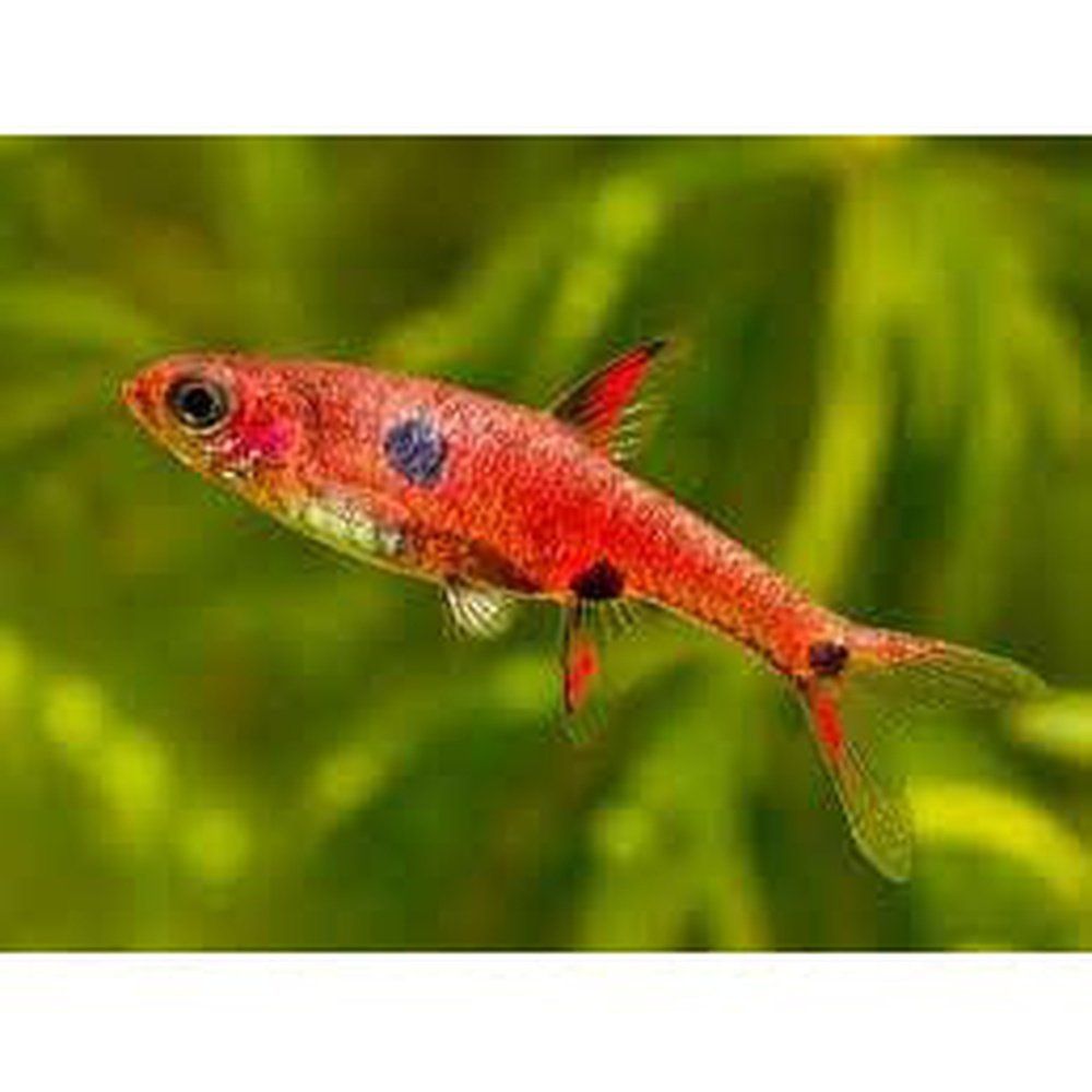 Rasbora Maculata (pigmy rasbora) 1-2 cm