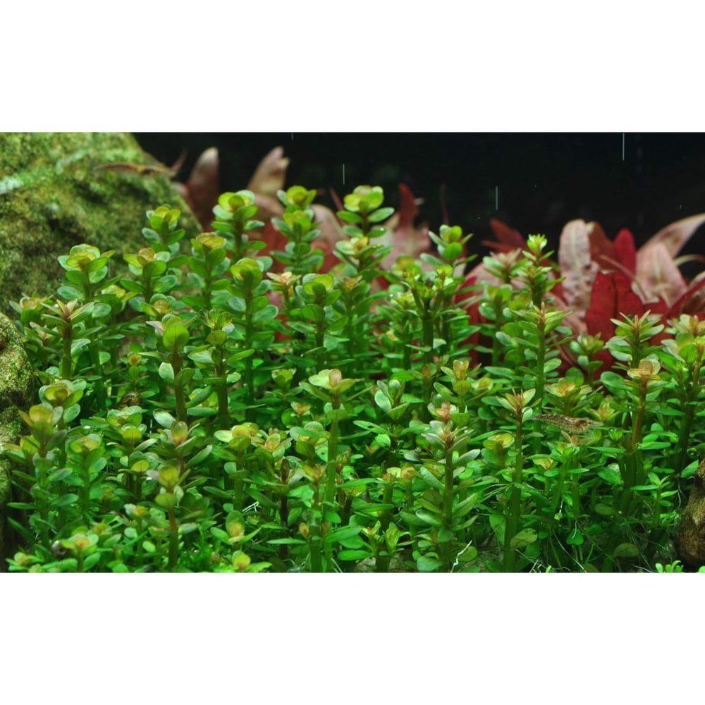 Planta naturala de acvariu, Tropica, Rotala indica Bonsai 1-2-Grow!, 5 cm