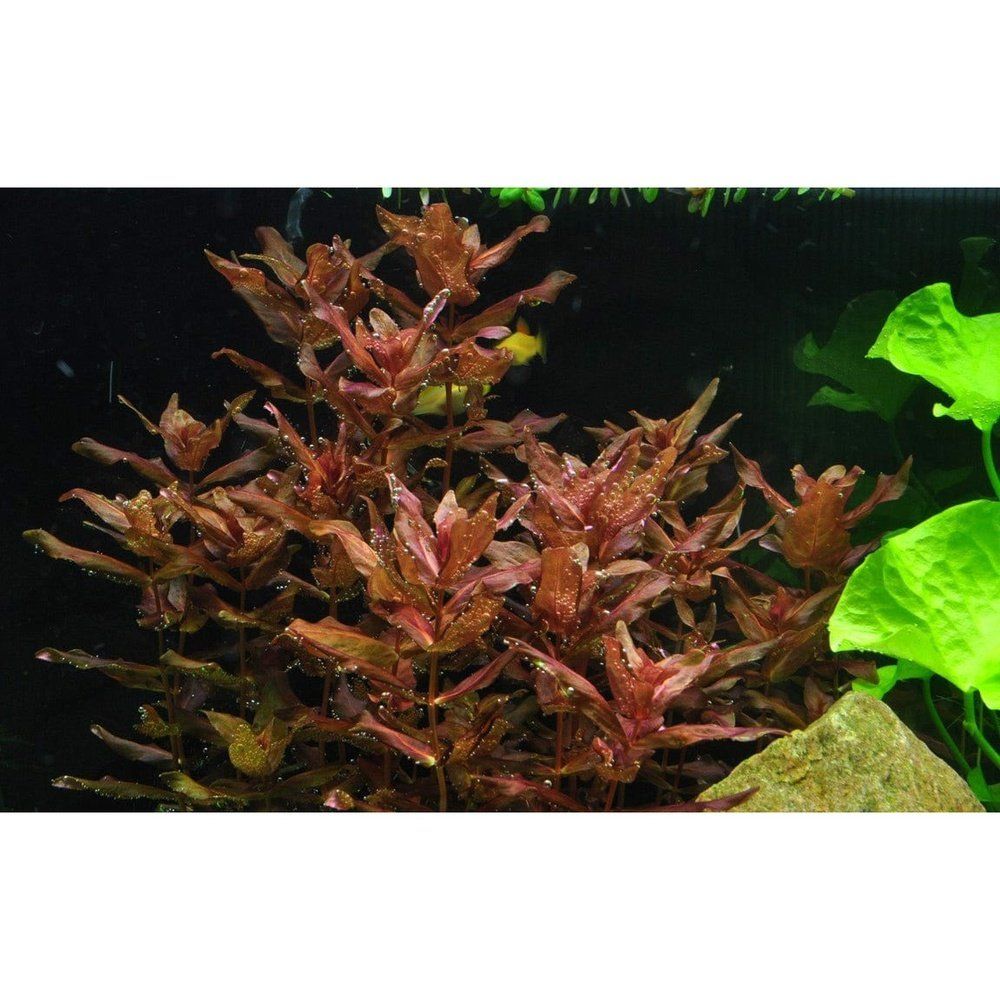 Planta naturala de acvariu, Tropica, Rotala macrandra 1-2-Grow!, 5 cm