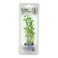 Planta naturala de acvariu,Tropica, Rotala rotundifolia Mini, blister, 20 cm