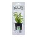 Planta naturala de acvariu, Tropica, Rotala rotundifolia, blister, 20 cm