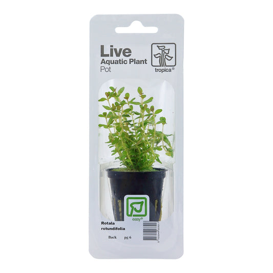 Planta naturala de acvariu, Tropica, Rotala rotundifolia, blister, 20 cm