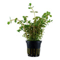 Planta naturala de acvariu, Tropica, Rotala rotundifolia, blister, 20 cm