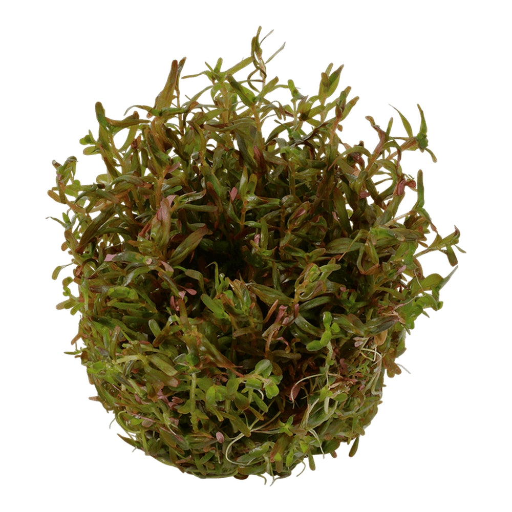 Planta naturala de acvariu, Tropica, Rotala rotundifolia H'ra 1-2-grow!, 5 cm