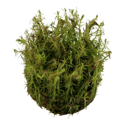 Planta naturala de acvariu, Tropica, Rotala wallichii 1-2-grow!, 5 cm