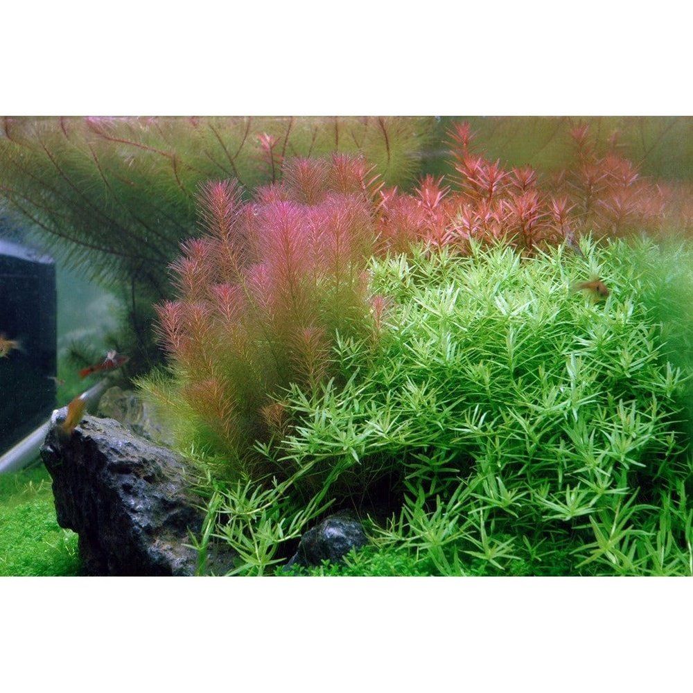 Planta naturala de acvariu, Tropica, Rotala wallichii 1-2-grow!, 5 cm