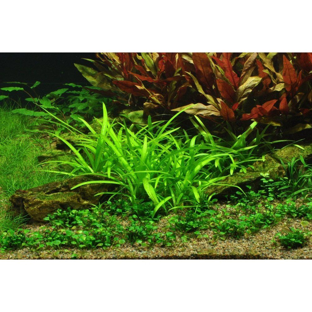 Planta naturala de acvariu, Tropica, Sagittaria subulata, blister, 20 cm