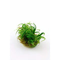 Planta naturala de acvariu, Tropica, Blyxa Japonica 1-2-Grow!, 5 cm