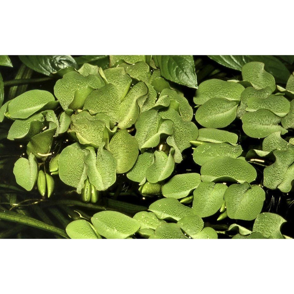 Planta naturala de acvariu, Tropica, Salvinia minima 1-2-grow!, 5 cm