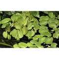 Planta naturala de acvariu, Tropica, Salvinia minima 1-2-grow!, 5 cm