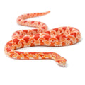 Sarpe Corn Snake, Amelanistic morph