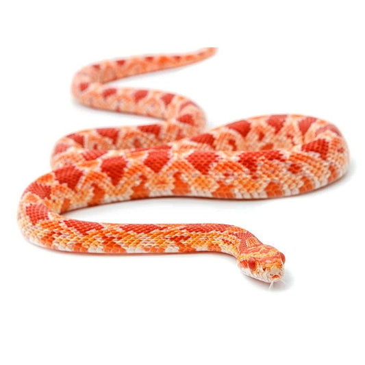 Șarpe Corn Snake, Amelanistic morph