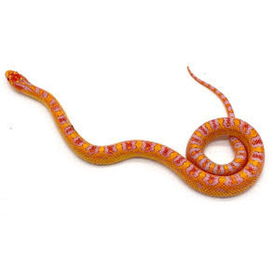 Sarpe Corn Snake, Jungle Corn morph
