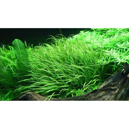 Planta naturala de acvariu, Tropica, Blyxa Japonica 1-2-Grow!, 5 cm