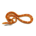 Sarpe Corn Snake, Motley morph