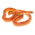 Sarpe Corn Snake, Stripe Morph