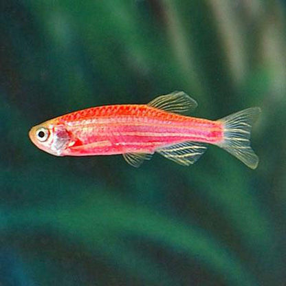 Brachydanio rerio (Zebra) GloFish Roz