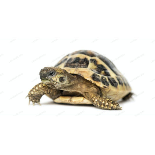 Broască testoasa de uscat, Testudo hermanni (Hermann's Tortoise), 5-6cm