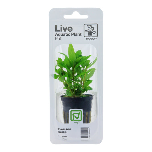 Plantă naturală de acvariu, Tropica, Staurogyne repens, blister, 20 cm