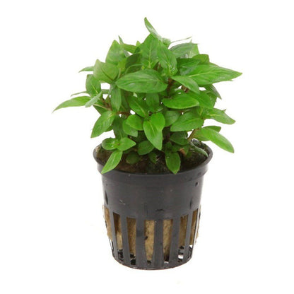 Plantă naturală de acvariu, Tropica, Staurogyne repens, blister, 20 cm