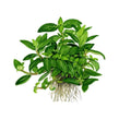 Plantă naturală de acvariu, Tropica, Staurogyne repens, blister, 20 cm
