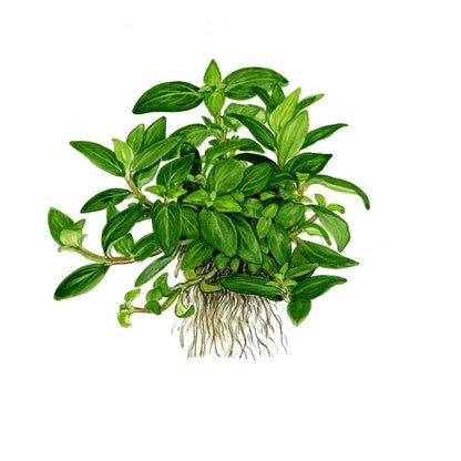 Plantă naturală de acvariu, Tropica, Staurogyne repens, blister, 20 cm