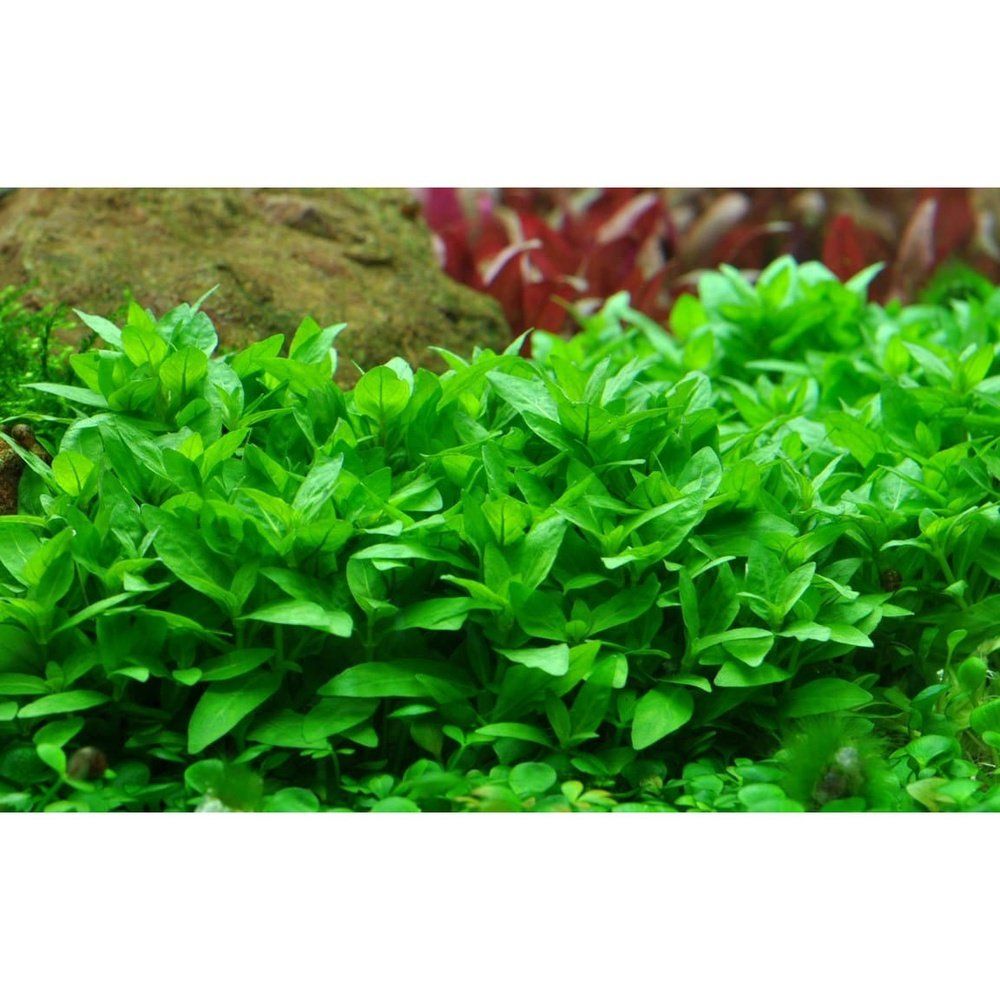 Planta naturala de acvariu, Tropica, Staurogyne repens 1-2-grow!, 5 cm