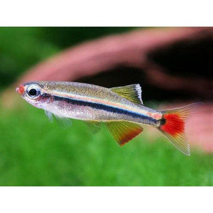 Tanichthys albonubes (cardinal) 3 cm