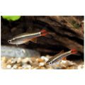 Tanichthys albonubes (cardinal) 3 cm