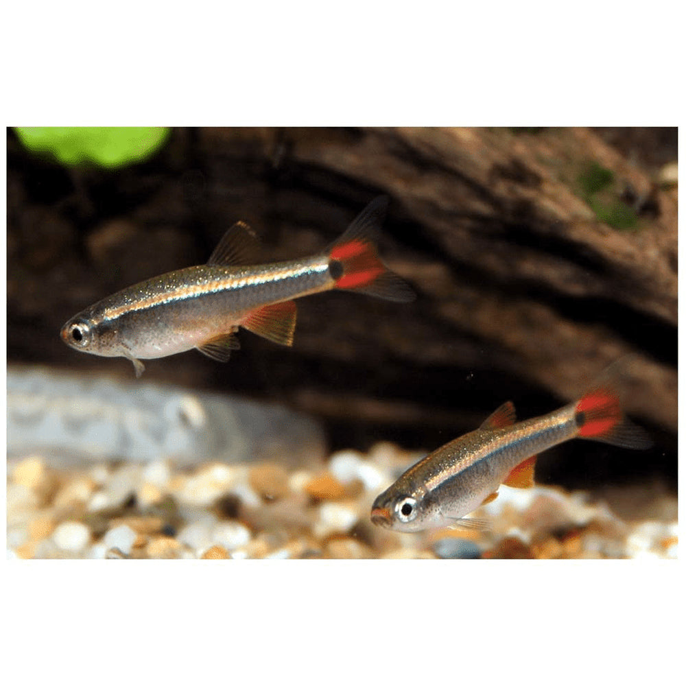 Tanichthys albonubes (cardinal) 3 cm