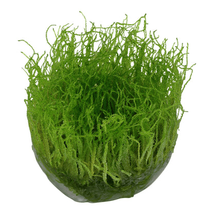 Mușchi natural pentru acvariu, Tropica, Taxiphyllum barbieri 1-2-grow!, 5 cm