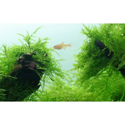 Muschi natural pentru acvariu, Tropica, Taxiphyllum barbieri 1-2-grow!, 5 cm