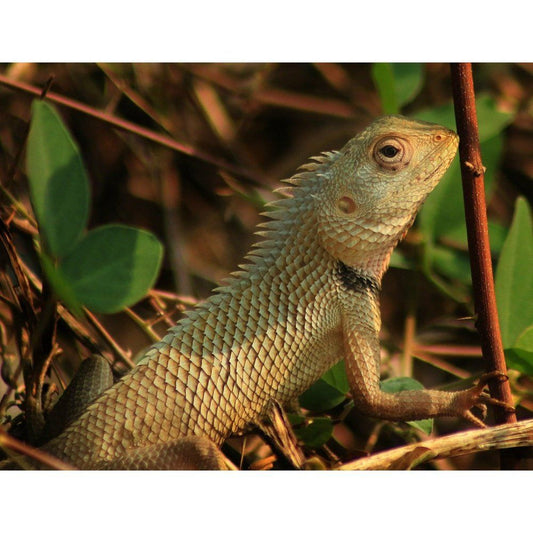 Calotes versicolor