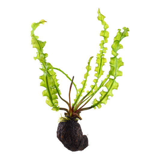 Plantă naturală de acvariu, Tropica Aponogeton longiplumulosus, bulb