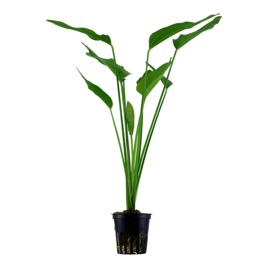 Planta naturala de acvariu, Tropica, Echinodorus palifolius