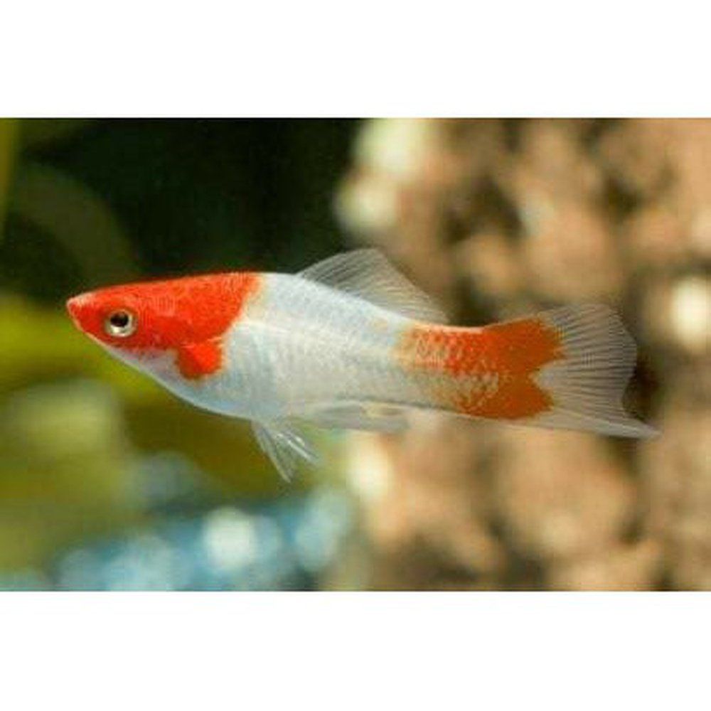 Peste vivipar, Xiphophorus helleri koi kohaku swordtail  4-5 cm