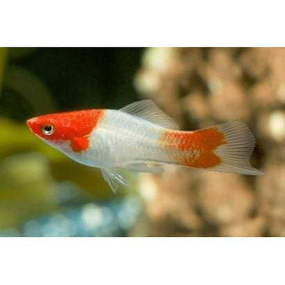 Peste vivipar, Xiphophorus helleri koi kohaku swordtail  4-5 cm