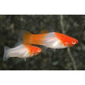 Peste vivipar, Xiphophorus helleri koi kohaku swordtail  4-5 cm