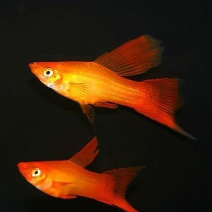 Peste vivipar, Xiphophorus maculatus Hi- fin mix