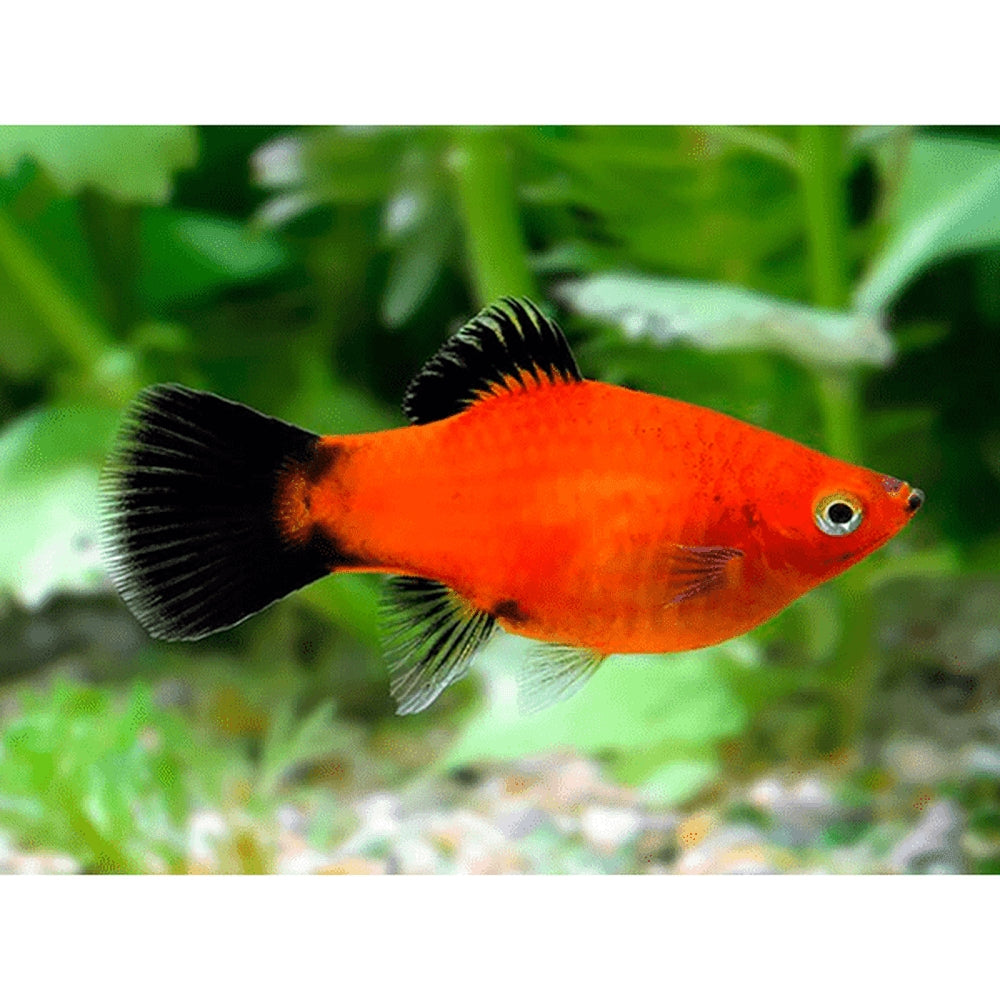 Peste vivipar, Xiphophorus maculatus (platy)